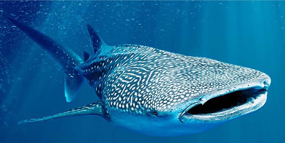 Explorando as Profundezas: A Experiência do Museu Oceanográfico da UNIVALI