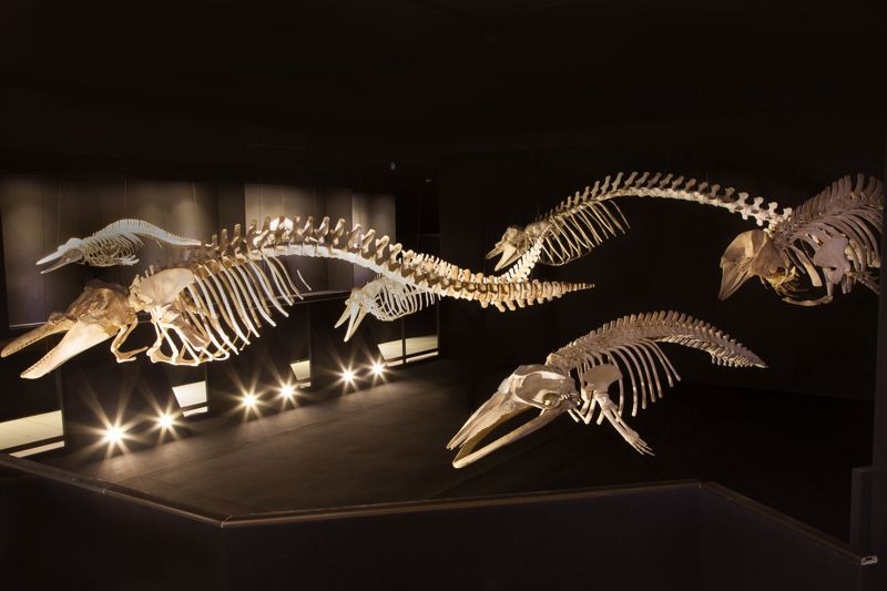 Museu Oceanográfico Univali: Conheça o Maior Acervo do Gênero nas Américas